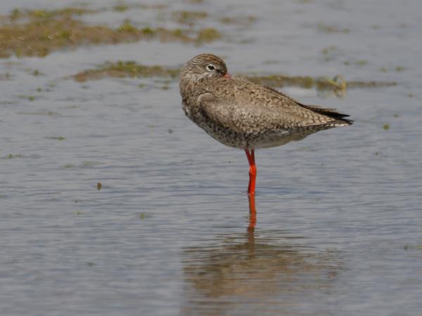 <h3><a href="/trips/ebro/biota/animalia/chordata/aves/024 charadriiformes/015 scolopacidae/tringa totanus/tringa totanus-nl.html">Tringa&nbsp;totanus</a> / Common&nbsp;redshank / Tureluur</h3>OM-1 Mark II met M.300mm F4.0 + MC-14, 1/2000 sec  bij F5.6, ISO 320, afstand 68.9&nbsp;m